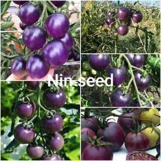 [Big Sale] Hạt giống cà chua tím (purple tomato)