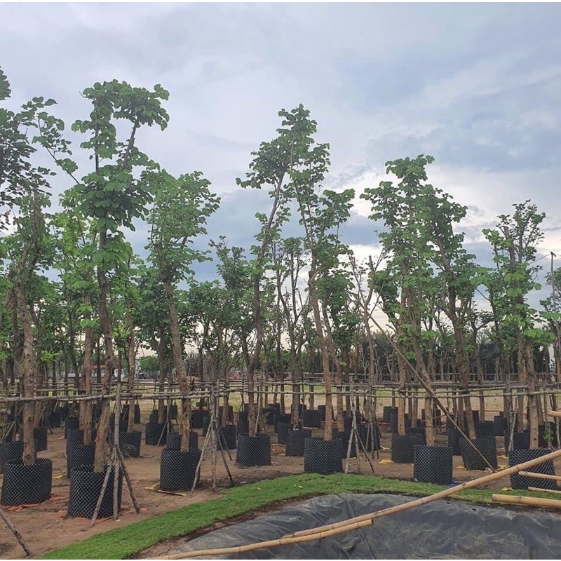 50m bầu v6 cao 50cm dày 0,7mm ( bầu  quây cây công  trình, lưới quây cây,chậu trồng cây)