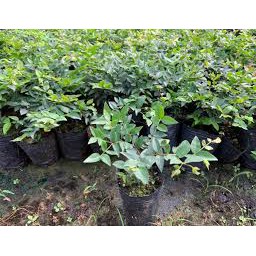 Cây Nho Thân gỗ 12 vụ cao 60-80cm.