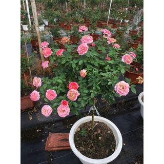 COMBO 3 Cây hoa hồng thân gỗ (tree rose đang mầm đẹp)