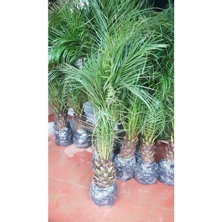 cây chà là cỡ lớn