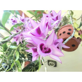 Phi điệp, giả hạc tím huế