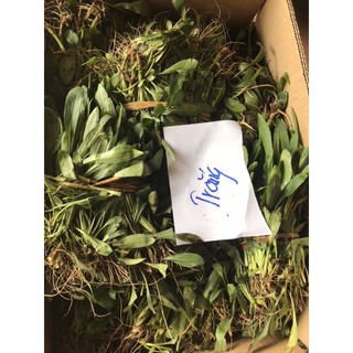thạch thảo trắng 50  cây