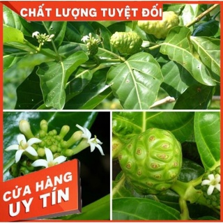 1 kg cây lá nhàu tươi_ trái nhàu tươi