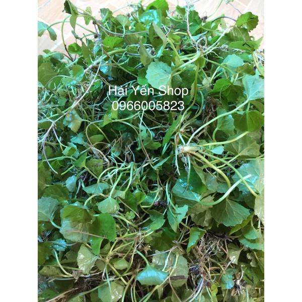 1kg rau má tươi sạch cực ngon