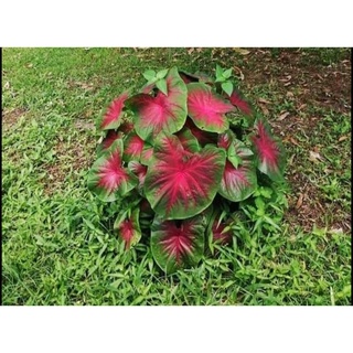 Củ môn đủ màu,sẵn mầm,bao sống 100%