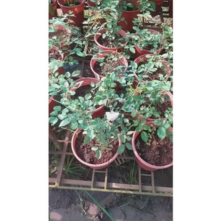 Hồng Cổ Vân Khôi thơm diệu nhe