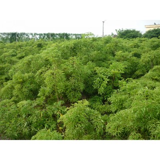gối đinh lăng cho bé