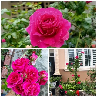 Hoa hồng ngoại KATE rose – Nữ hoàng bí ẩn cuốn hút cực phẩm- hoangoaimelinh