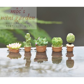Tiểu cảnh mini_Chậu cây mọng nước_CP185