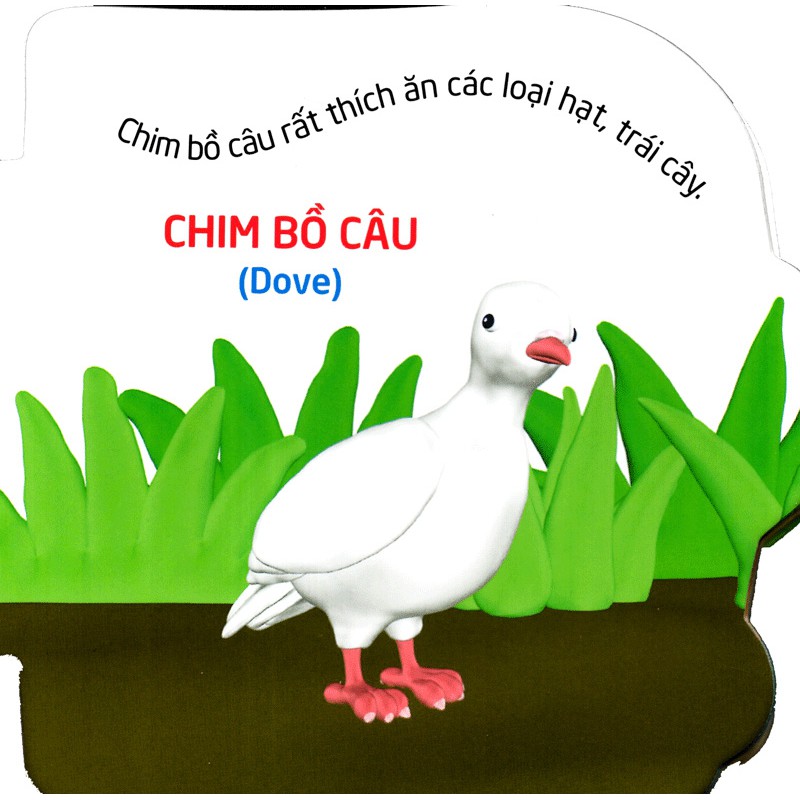 Sách Thế Giới Trong Mắt Em - Các Loài Chim