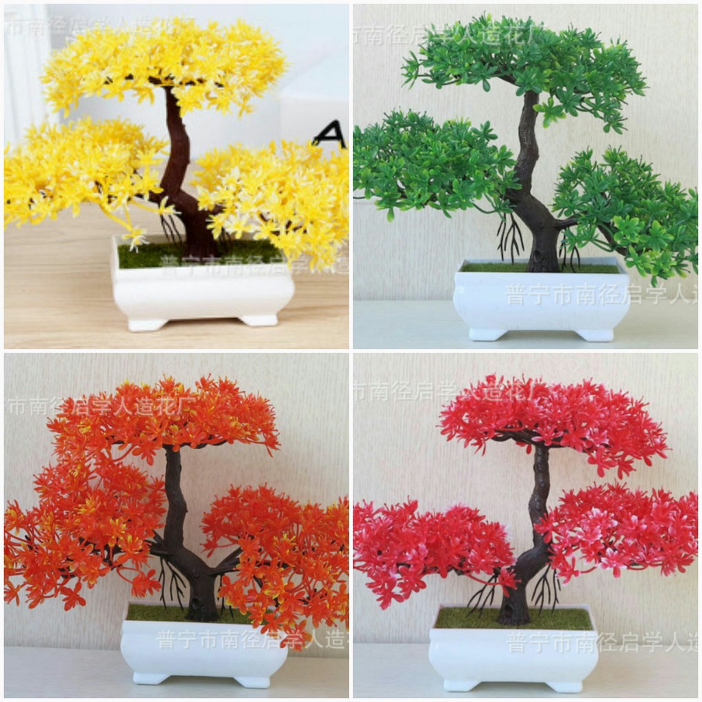 Combo 4 chậu bonsai phú quý cát tường