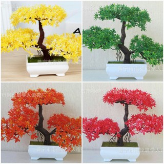 Combo 4 chậu bonsai phú quý cát tường