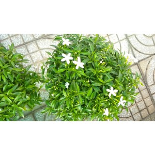 Cây Mai Vạn Phúc