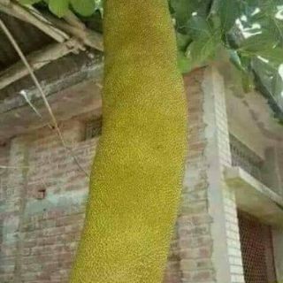 Cây mít malaysia trái dài.