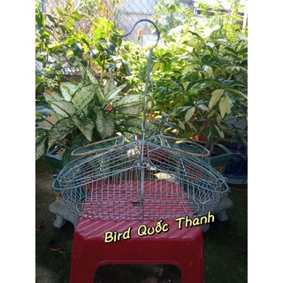 Lồng nhứ vành khuyên, chào mào, chích choè