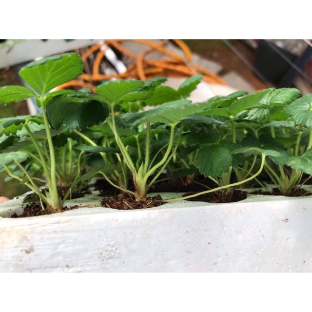 [KHUYẾN MÃI] Combo Dâu tây cấy mô giống Nhật Sachinoka