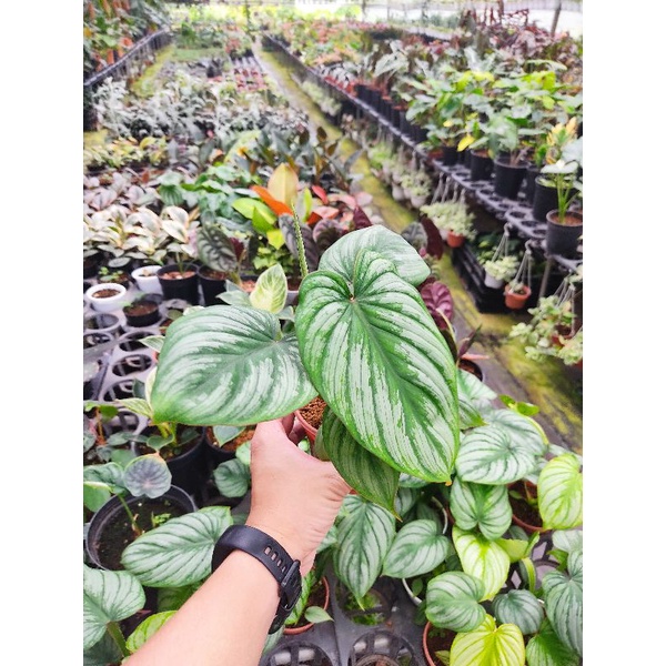 Chậu cứng Philodendron mamei