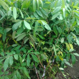 Cây Nhãn  không  hạt