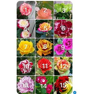 Hạt giống hoa hồng ngoại đủ màu