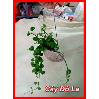 Cây Đô La trồng ( Kèm Chậu Vỏ Ốc Biển )