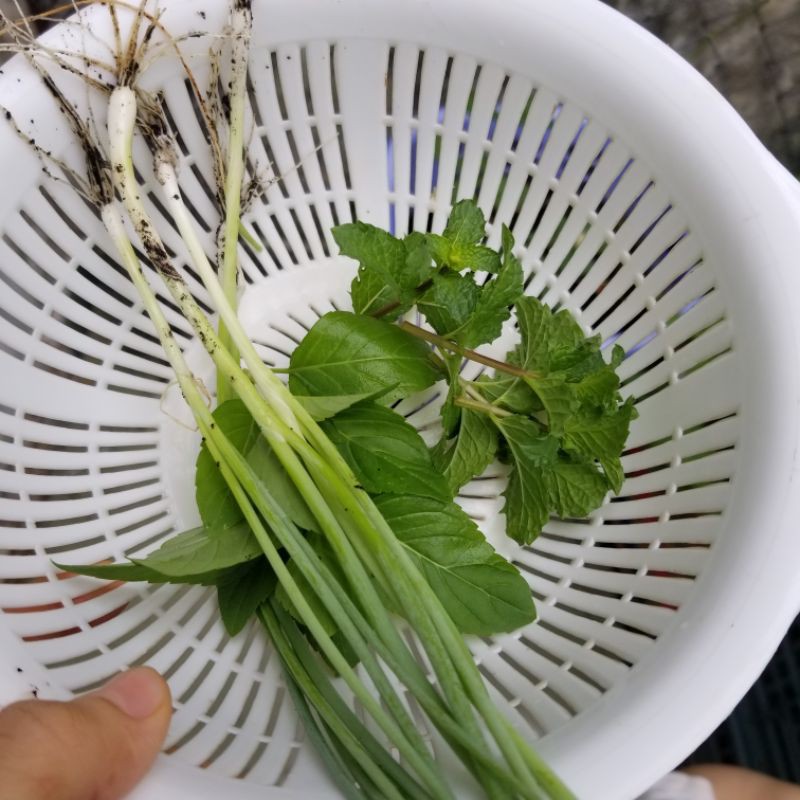 Hạt giống hành lá hương Kyoto TN187 Trang Nông nảy mầm tốt và chịu nhiệt tốt