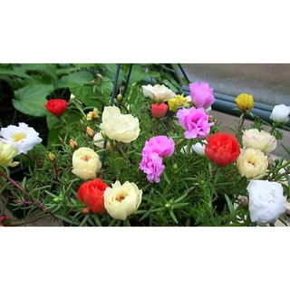 HẠT GIỐNG HOA MƯỜI GIỜ MIX