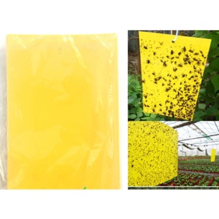 Miếng dính bẫy côn trùng