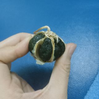 TỎI ĐEN HVQY
