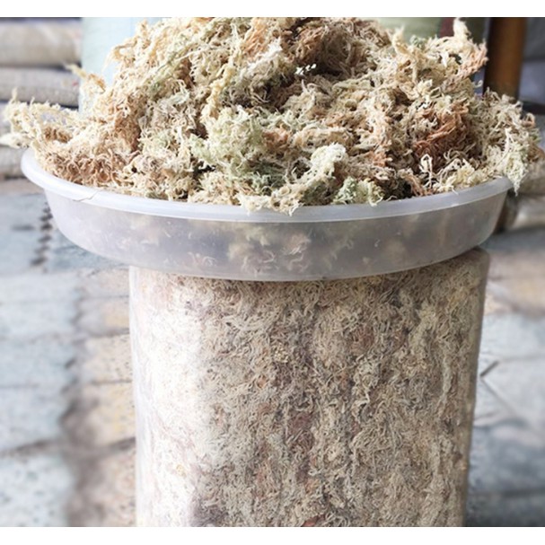 Dớn Chile loại 1- chilemoss