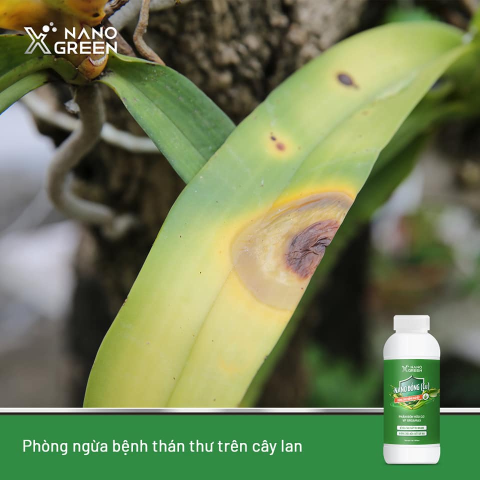 Nano đồng Nano Xgreen cung cấp vi lượng, bổ sung dưỡng chất phục hồi cây, chống giá rét