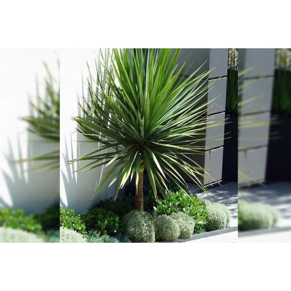 CHẬU CÂY PHÁT TÀI NÚI SIÊU ĐẸP, MANG LẠI MAY MẮN- VƯỢNG PHONG THỦY CHO GIA CHỦ + Tặng 01 cây dâu da đất