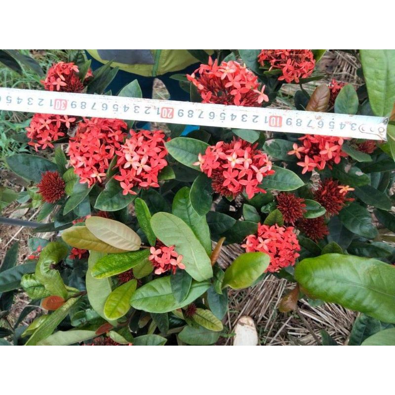 Cây Mẫu Đơn Đỏ Cao 1m