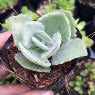 Sen sống đời nhung