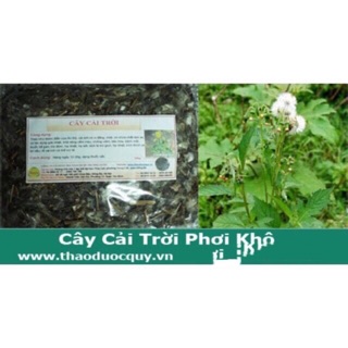 Cây Cải trời phơi khô 1 Kg thảo dược uống lá cÂY