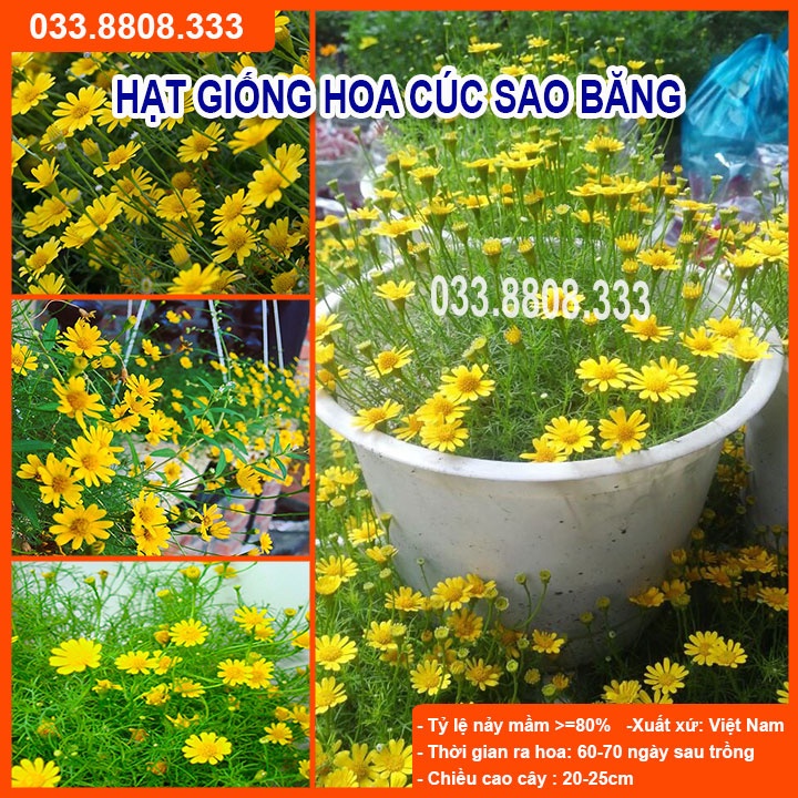 Hạt Giống Hoa Cúc Sao Băng-Tỷ lệ Nảy Mầm Cao