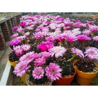 Hạt giống xương rồng gymnol 100 hạt