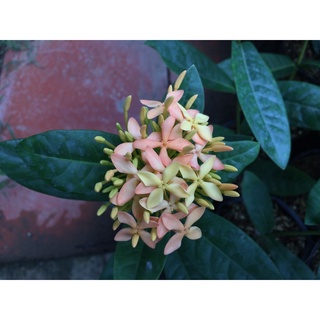 Vàng Hường Đọt xanh 50cm