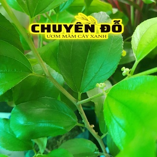 [CÓ SẴN] CÂY GIỐNG TÁO THÁI LAN