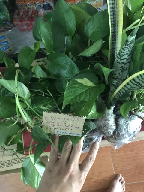 Cây lưỡi hổ