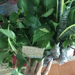 Cây lưỡi hổ