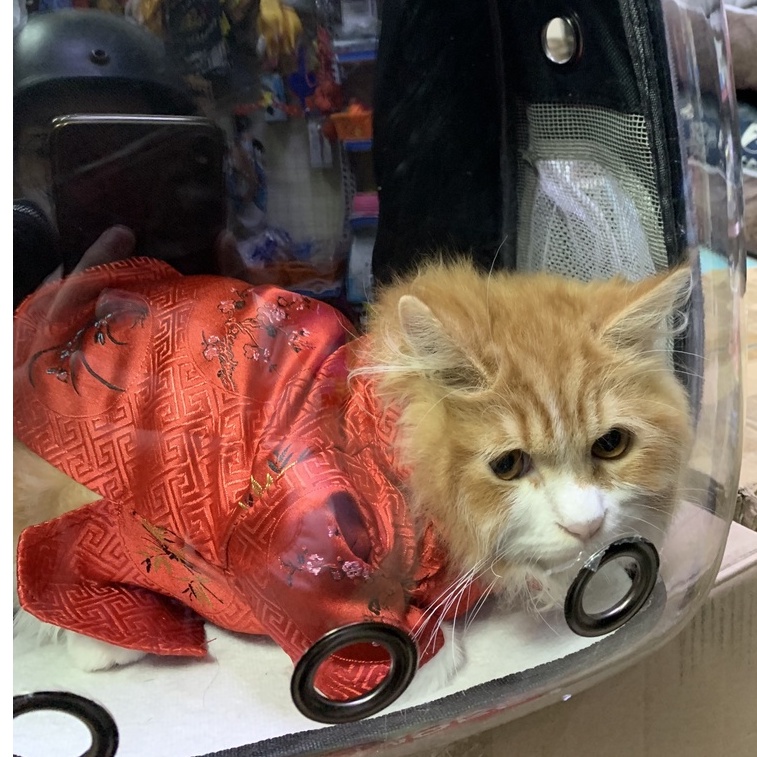 Áo dài, áo gấm, áo tết siêu cute cho chó mèo