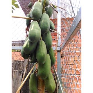 2KG đu đủ XANH - đu đủ