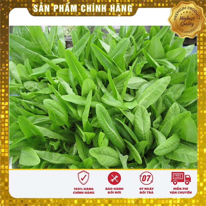 Hạt giống rau diếp thơm - 5gr