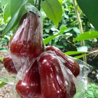 Roi đỏ an phước