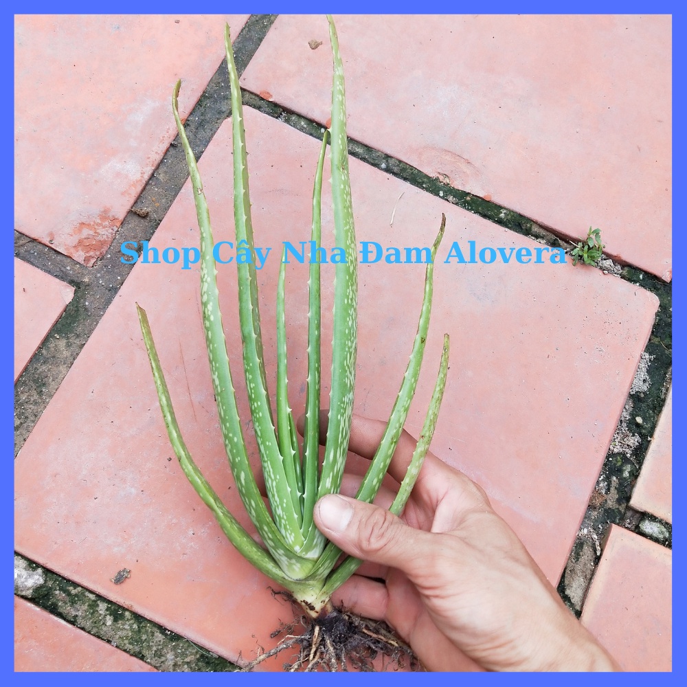 Cây nha đam giống thái