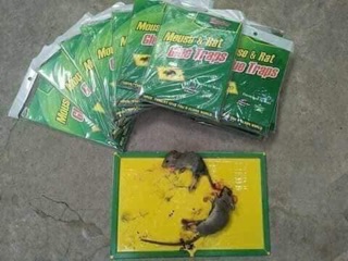 Miếng Dán Chuột Siêu Dính