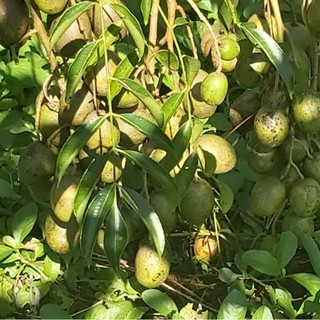 Cây giống, cây ăn quả Cóc Thái lùn trái siêu sớm, siêu trái cây giống trung cao 40cm mau trái.