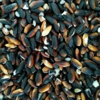 Sỉ giá gốc gạo nếp cẩm 1kg