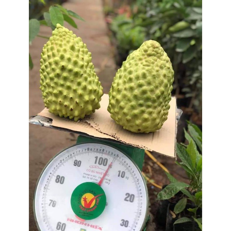 Cây giống Na sầu riêng